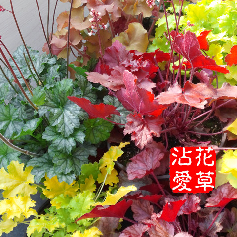 Basin Trail 11cm Potted plant 20 paragraph New alum root Perennial Botany Cold and Shade Resistant Flowers courtyardin the Flower delivery/Flowers simulation/Plants gardening , Flowers/Potted plants (New) , Plants  category - from Buy2taobao.com to provide professional Taobao agent buy service