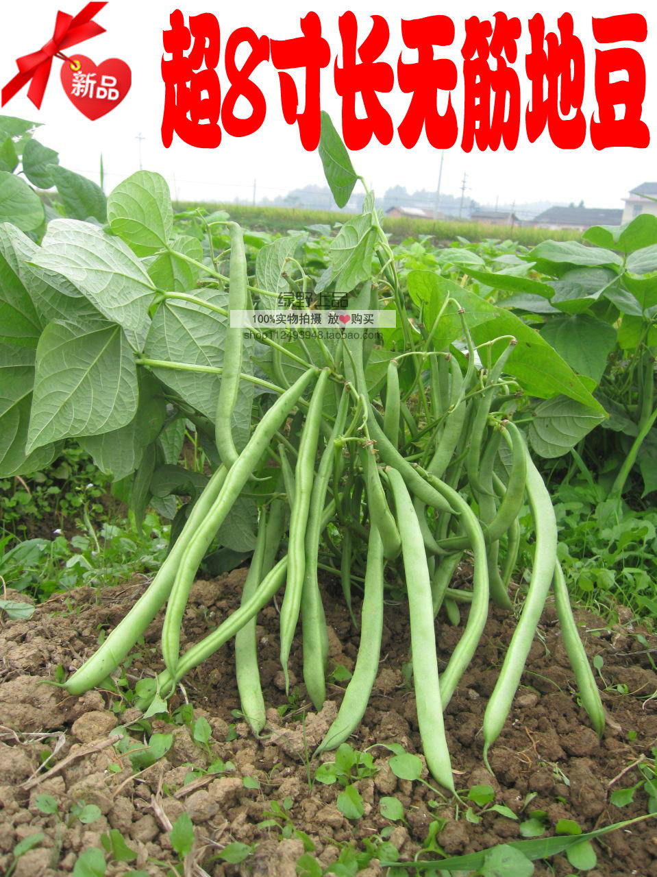 芙蓉地豆种子高产 超8寸长无筋四季豆无架豆 蔬菜种子 矮种菜豆在类目 农用物资, 种子/种苗, 蔬菜种子中 - 来自Buy2taobao.com提供专业的淘宝代购服务