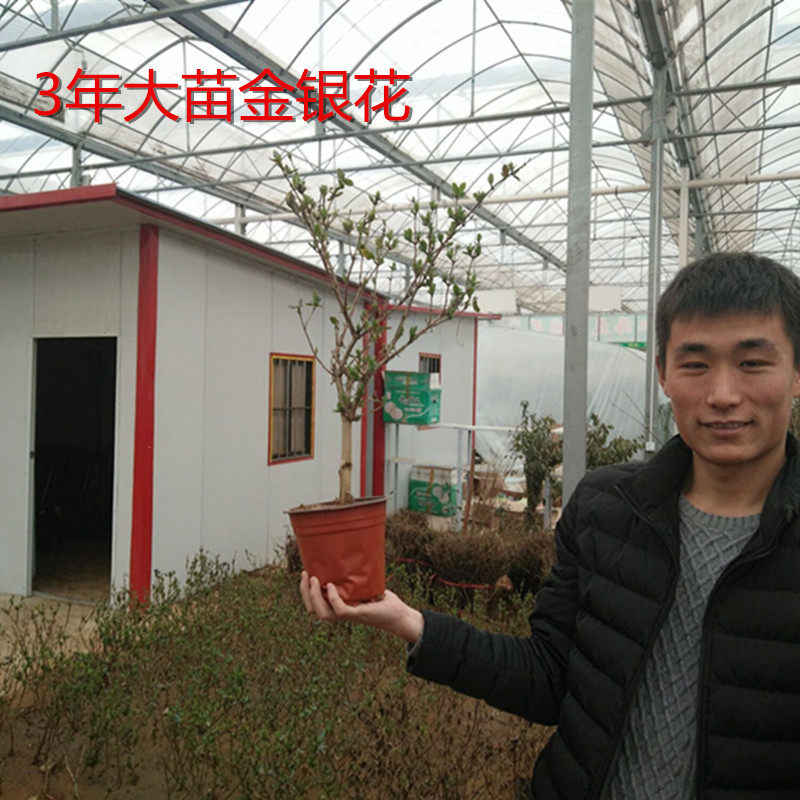 馨欣金银花苗四季种植庭院爬藤植物忍冬大毛花藤本鸡爪花花卉盆栽