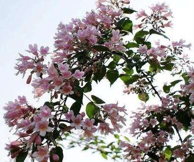 猬实花苗瀑布粉色庭院公园寒耐旱