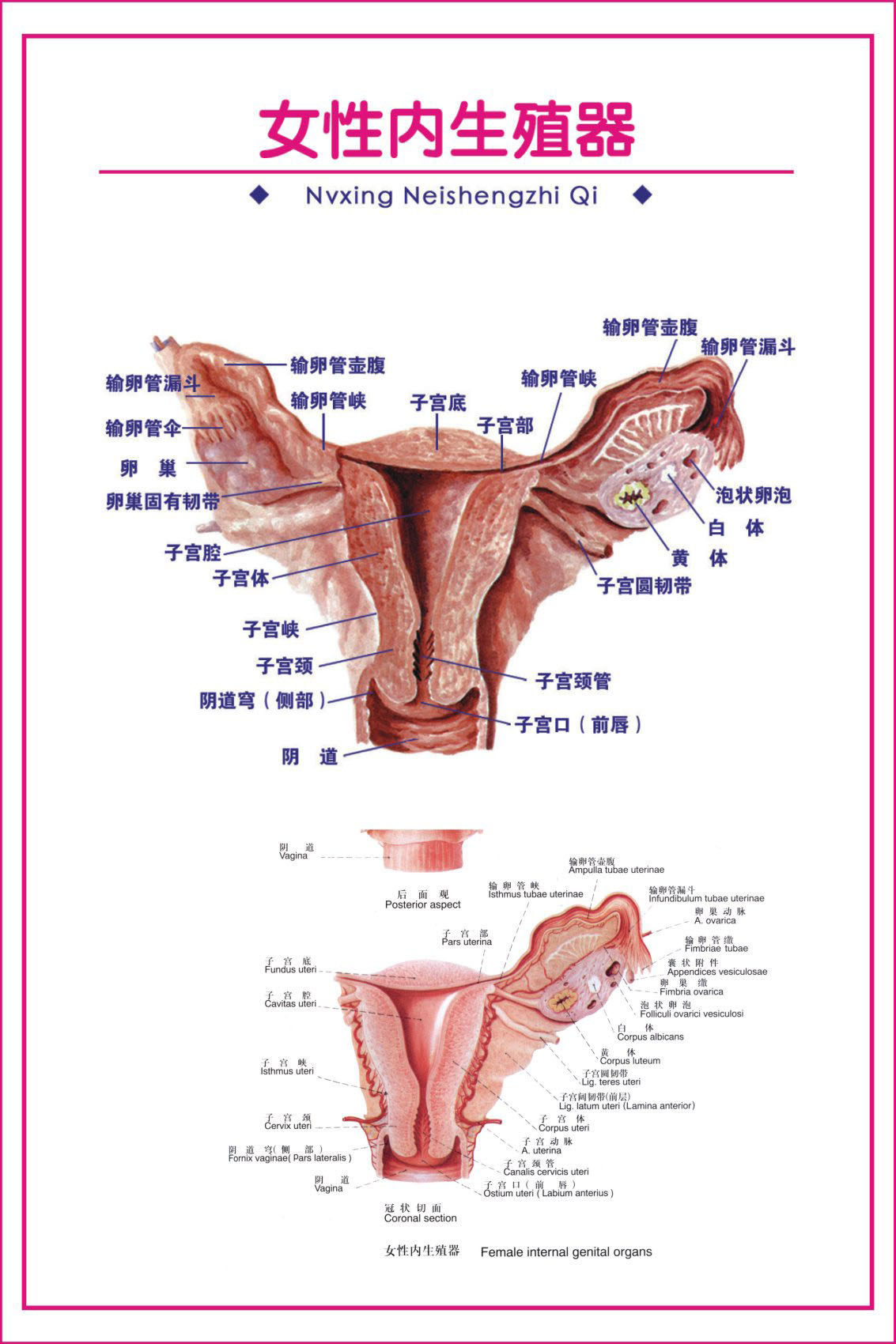 722海报印制展板写真喷绘贴纸201妇科解剖图1女性内生殖器图