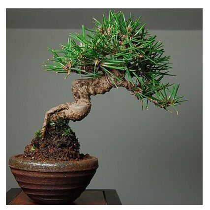 黑松素材从林真柏盆景实拍花卉