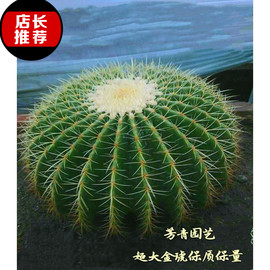 金琥仙人球盆栽花卉，多肉植物仙人掌，开花绿植盆栽桌面办公室