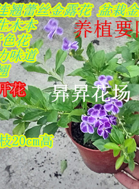 包成活当年开花香水连翘花蕾丝金露花盆栽金露花蓝紫色花假连翘