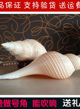 大响螺长香螺角螺天然贝壳海螺开口可以吹响海星角螺吹号海螺包邮