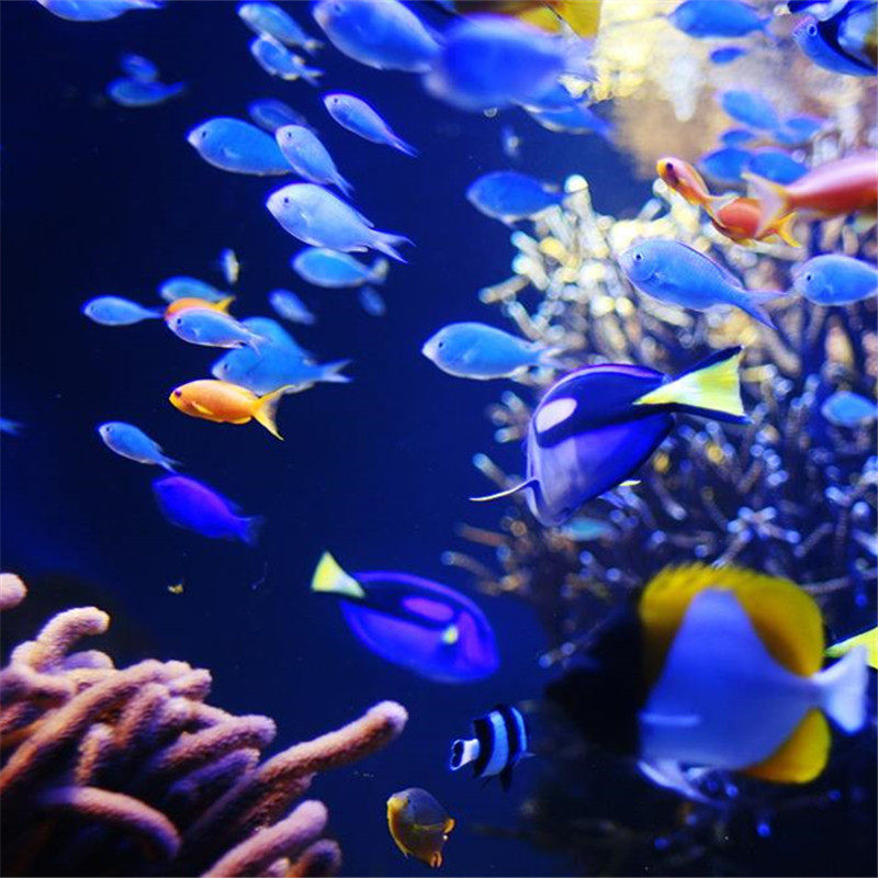 [Sydney Marine organisms Aquarium Big Ticket]Australia Sydney Aquarium admission ticket adultin the Attraction tickets/Live performance/Theme Parks , Overseas attraction tickets  category - from Buy2taobao.com to provide professional Taobao agent buy service