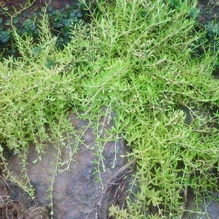 缙云大源特产 垂盆草老鼠芽白蜈蚣 垂盘草 新鲜中草药 鲜品现采吃