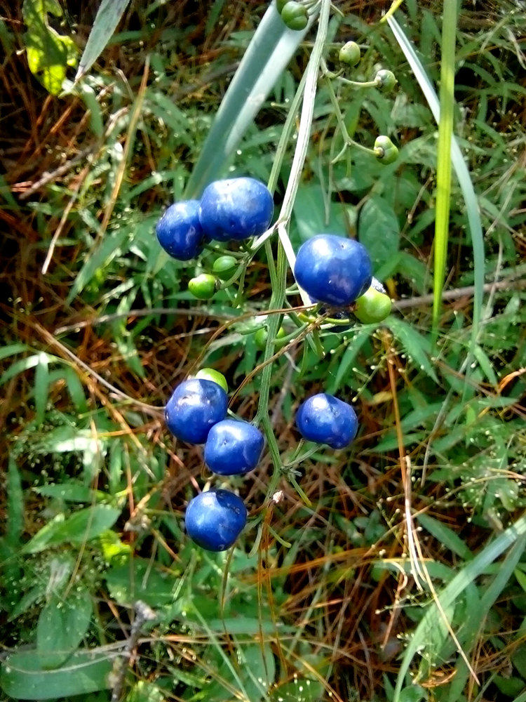山菅兰 室内喜阴 花卉盆栽植物 稀有本土绿植 水陆生态雨林缸
