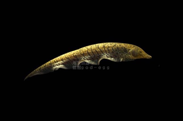 观赏鱼 热带鱼 南美野生 飞刀鱼 长吻迷彩飞刀 12-14cm