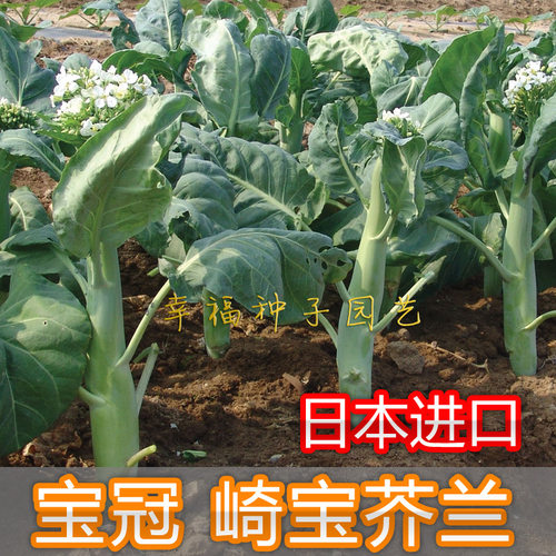 芥蓝种子武藏野种苗园鸡腿芥兰蓝