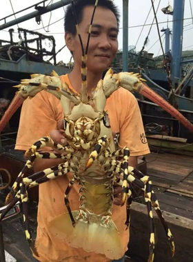 龙虾澳龙花龙野生海捕鲜活海鲜