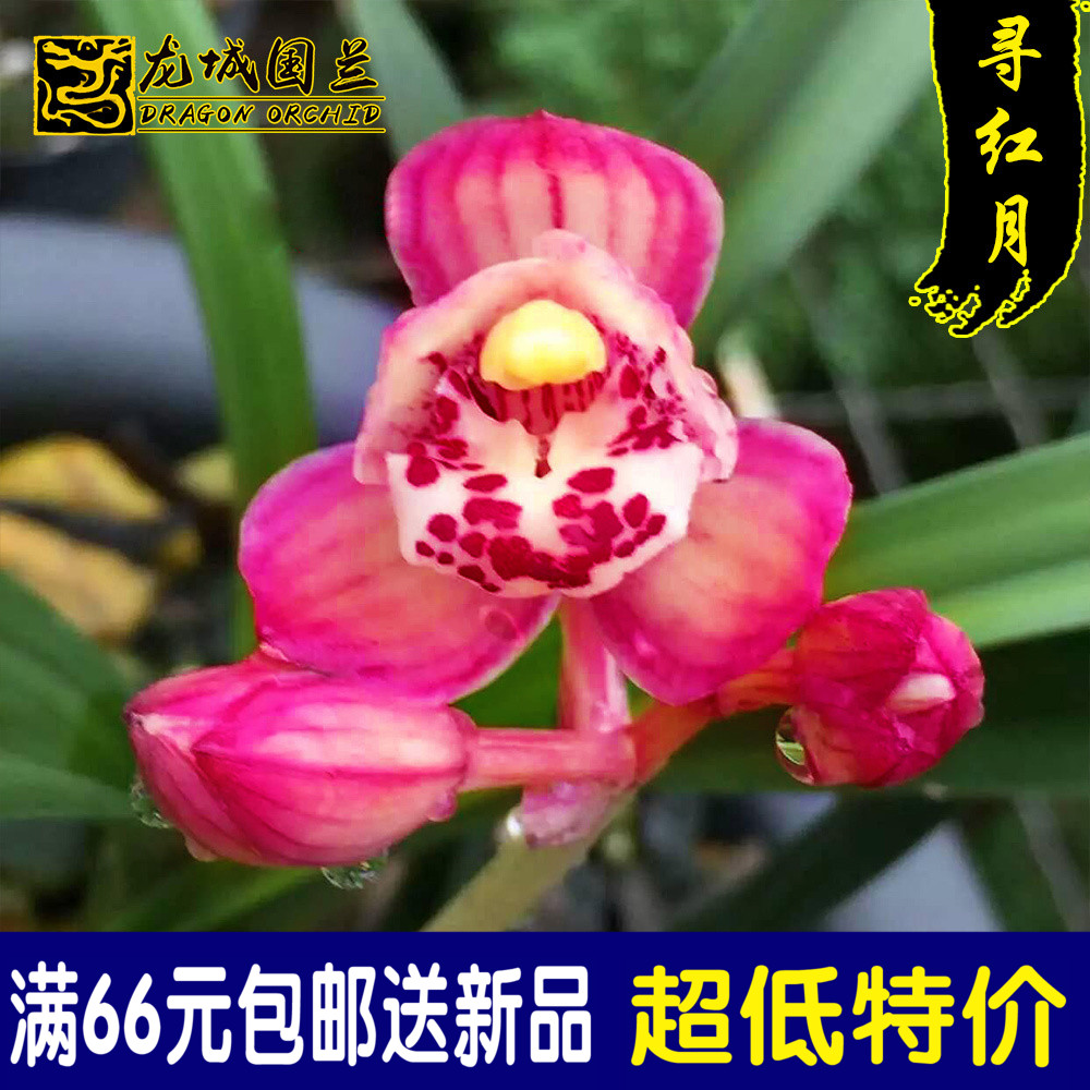 建兰四季兰寻红月浓香花苞兰花苗