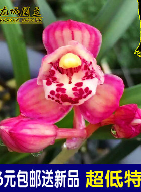 建兰四季兰 寻红月 浓香花苞兰花苗不带花引种绿植花卉盆栽