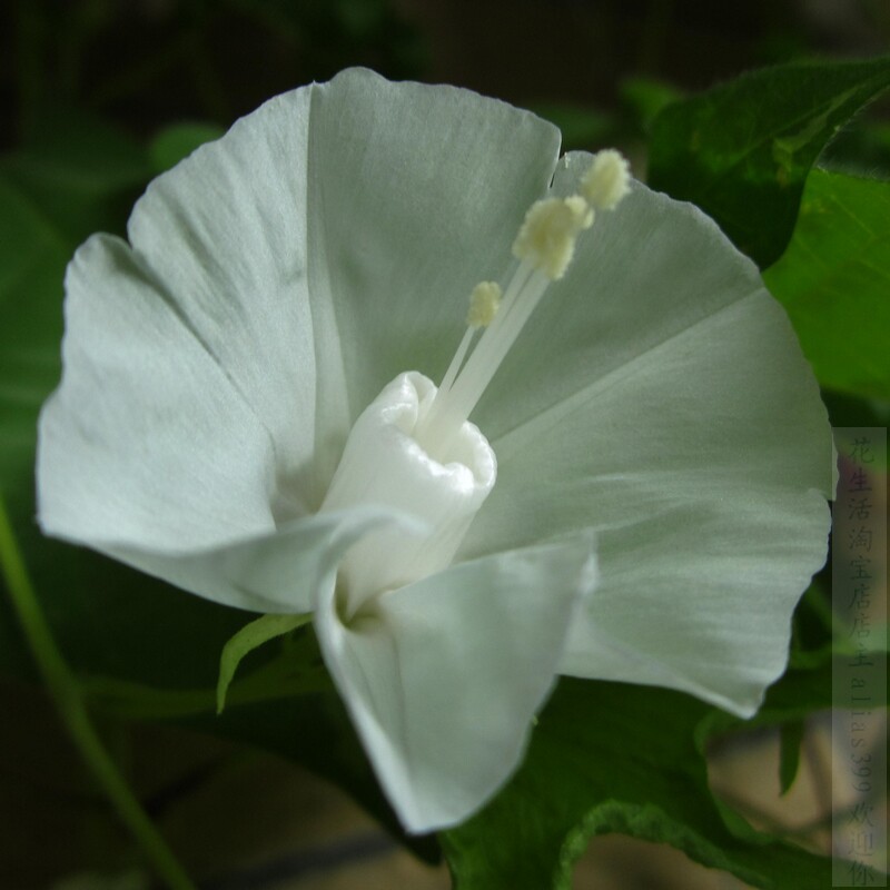 无货！白吹挂绞花卉牵牛花种子 爬藤朝颜 喇叭花盆栽阳台植物