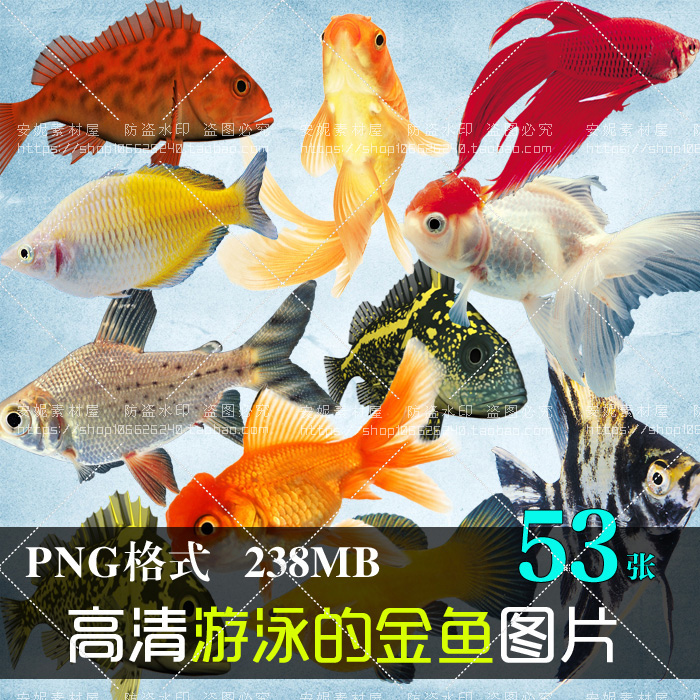 (J008)高清免抠PNG图片热带鱼金鱼观赏鱼图文广告美化设计PS素材