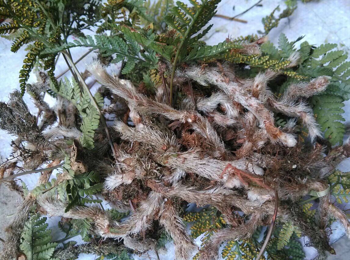 中草药白毛蛇上树蛇白毛伸筋毛石蚕石祈蛇白毛骨碎补新鲜一斤