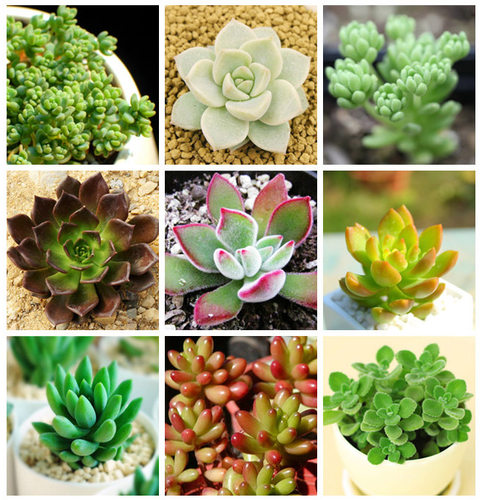 多肉植物初恋质量怎么样 多肉植物初恋口碑怎么样 小麦优选