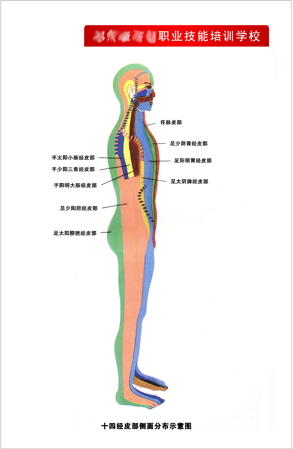 人身经络图示意图图片