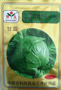 大头菜中甘11甘蓝种子中甘21包菜卷心菜中甘二十一甘蓝种子25克