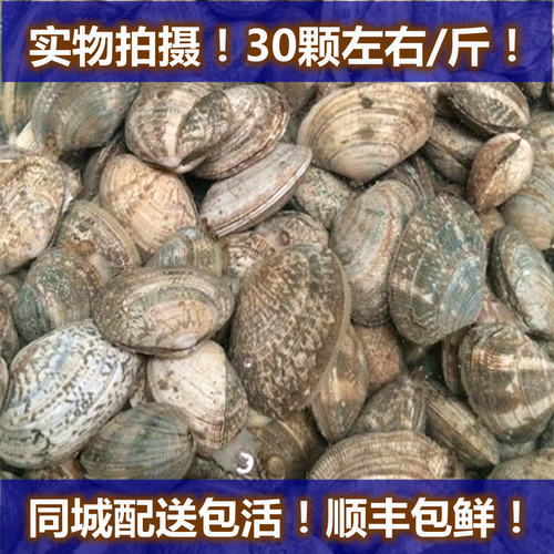 鲜活花蛤 花甲 500g