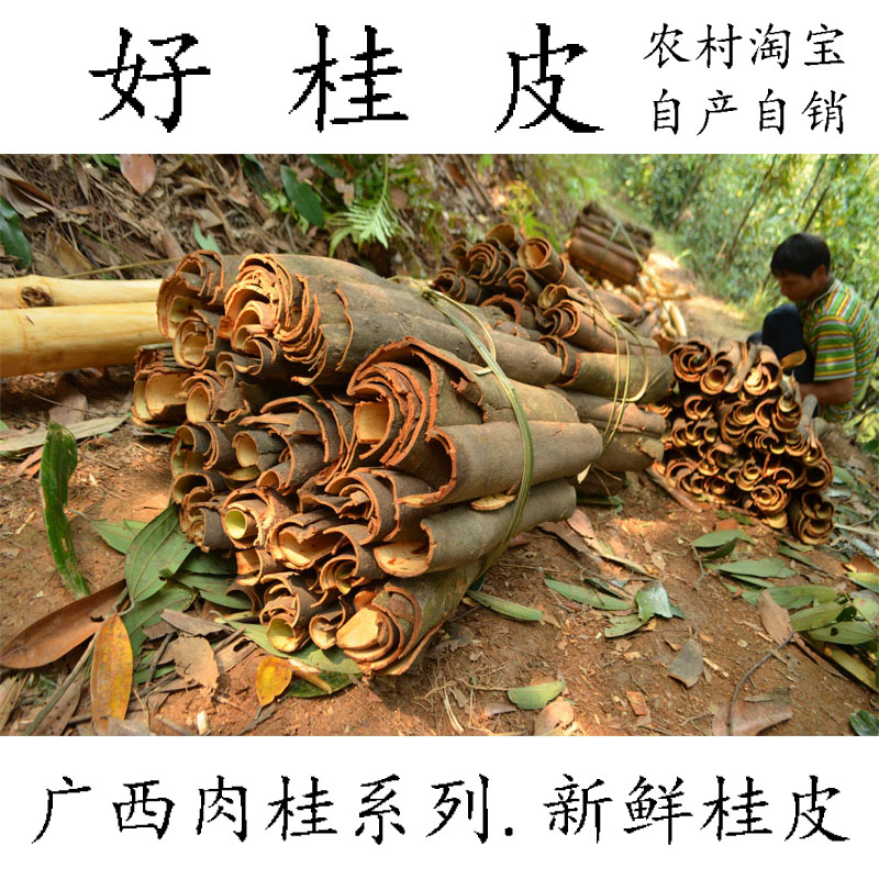 新鲜桂皮 肉桂皮 广西肉桂产地直销 现采现发（泡沫箱加冰发货）