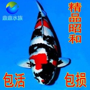 昭和三色日本进口淡水鱼包活锦鲤