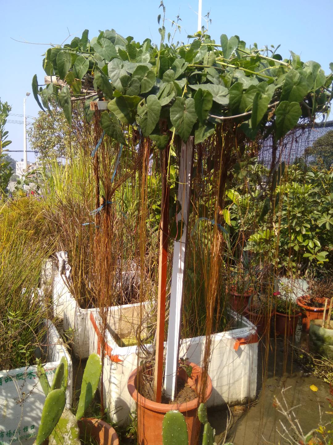 锦屏珠帘一帘幽梦阳台花卉植物