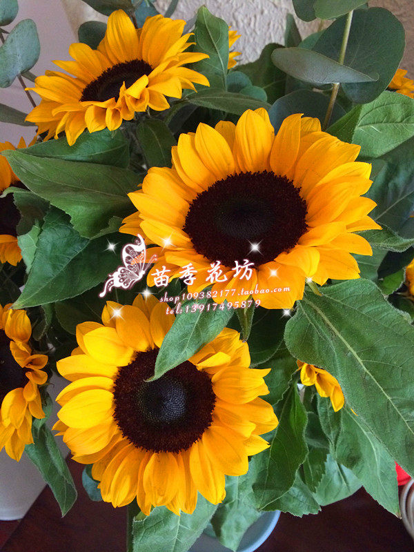 向日葵泰迪奶油梵高鲜切花鲜花速递家用瓶插花艺江浙沪皖两扎包邮