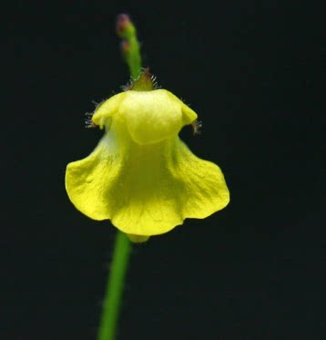 食虫植物-罗曼塞斯螺旋狸藻 Genlisea roraimensis 高级 稀有