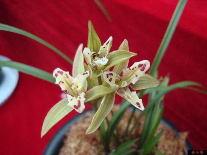 包邮兰花苗 莲瓣兰名品 大唐凤羽 矮种阳台盆栽绿植花卉