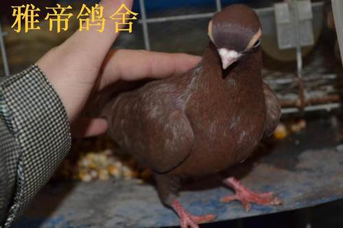 观赏鸽金鱼芙蓉鸽子高飞元宝公斤鸽老莫金鱼淑女鸽子眼睛球两头乌