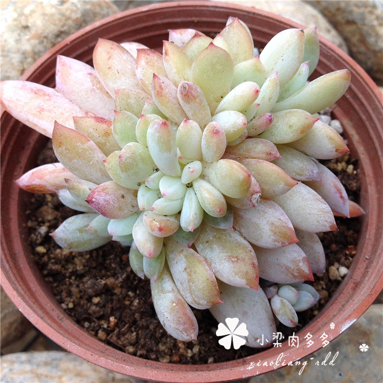 小梁肉多多 多肉植物一物一拍 芙蓉雪莲缀化 状态那是极好的