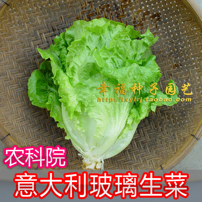 【意大利玻璃生菜种子】农科院蔬菜种子 四季可种植 口感好 耐热,鲜花速递/花卉仿真/绿植园艺,家庭园艺种子,淘宝优惠券,粉丝福利购,淘宝优惠卷