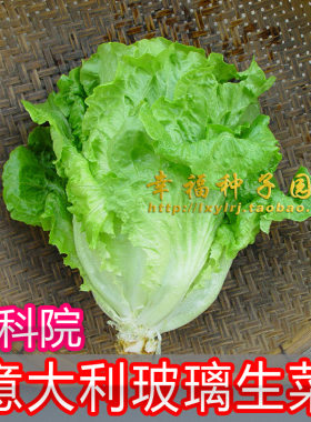 意大利玻璃生菜农科院四季种子