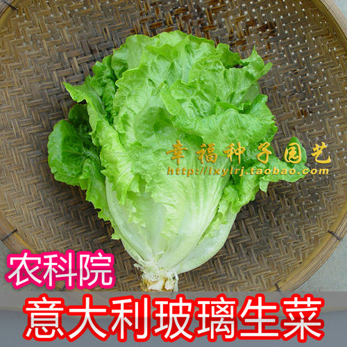 意大利玻璃生菜农科院四季种子
