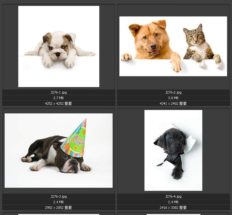 阿猫阿狗 名犬猫咪 可爱宠物 平面设计素材图片图库J276