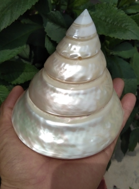 抛光供佛白色橱窗装饰海螺贝壳