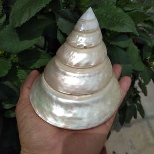 饰鱼缸造景 天然海螺贝壳大荧光螺抛光马蹄螺供佛白色宝塔螺橱窗装