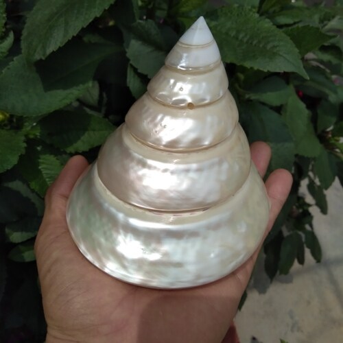 抛光供佛白色橱窗装饰海螺贝壳