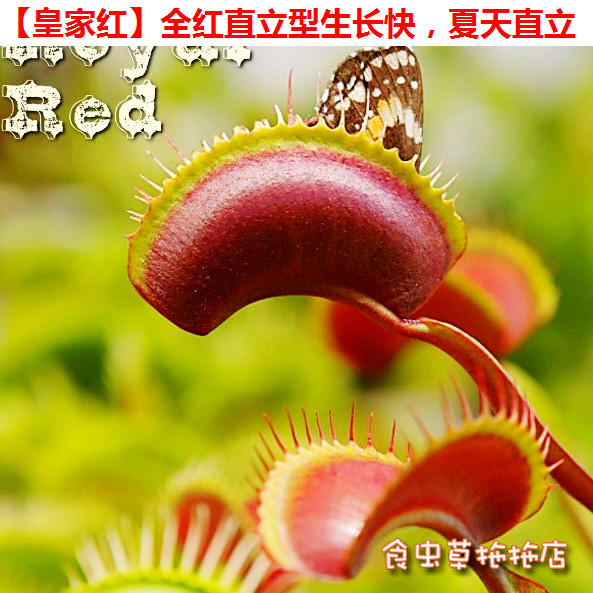 食虫植物 皇家红捕蝇草  特色高端 捕蝇草 种好发货