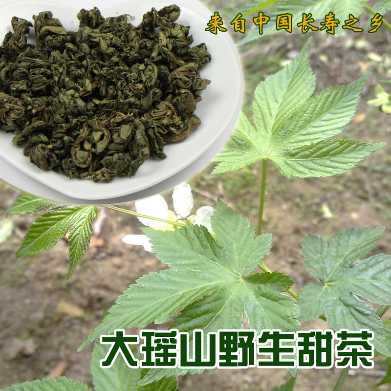 广西金秀大瑶山野生甜茶刺儿茶正品特价包邮500g