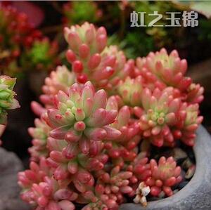 多肉植物极光虹之玉锦 办公桌室内趣味多头群生老桩小盆栽2盆包邮
