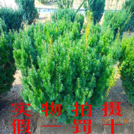 秒杀盆栽树状：10年曼地亚红豆杉树苗，盆景苗带果发货