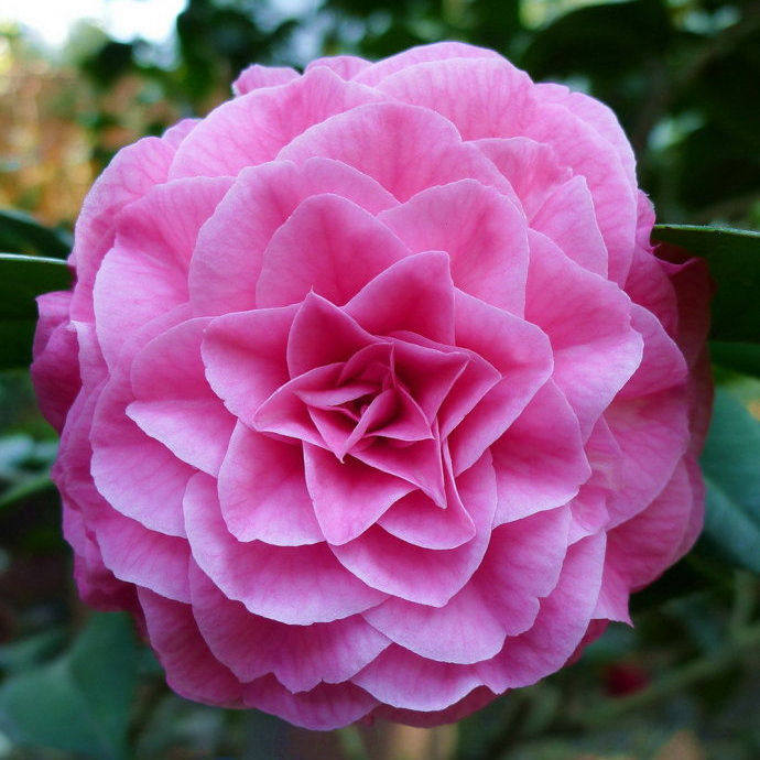 粉霞茶花 多年带花苞茶花苗 金华茶花 粉红色花朵 珍贵品种