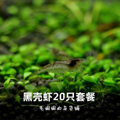 黑壳虾20只除藻虾观赏虾工具虾宠物虾米虾活体虾乌龟活饲料草缸