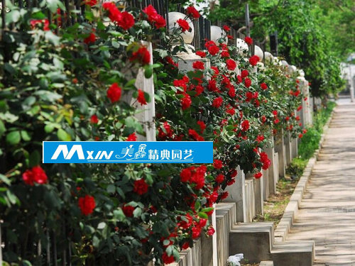 蔷薇欧月藤本月季食用玫瑰庭院植物墙成都阳台室外植物花园设计