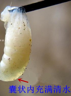 保幼虫康中蜂药囊状欧美洲幼虫腐臭烂子仔病麻痹爬蜂大肚下痢病