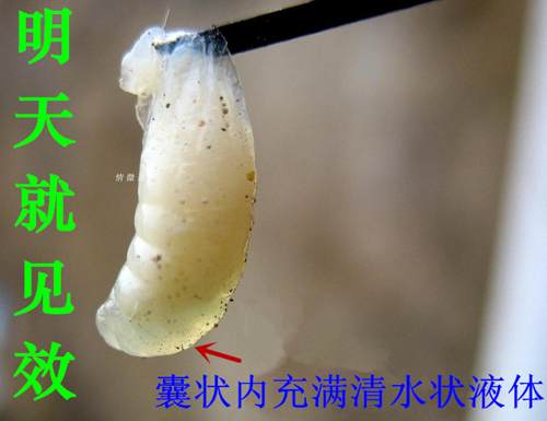 保幼虫康中蜂药囊状欧美洲幼虫腐臭烂子仔病麻痹爬蜂大肚下痢病