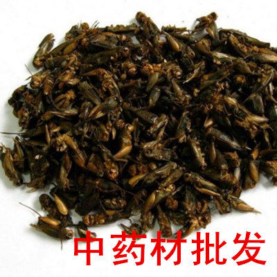 蝼蛄 虫 中草药材供应 蟋蟀 地狗子 水狗 土狗 500克130元包邮