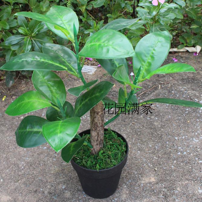 仿真植物假樟树叶迷你小盆栽
